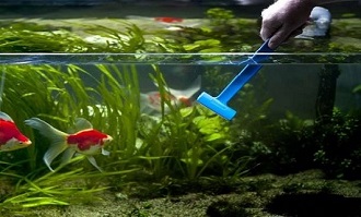 Aquarium Cleaning